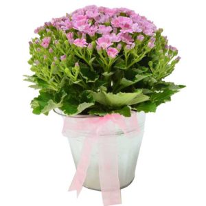 fleurs-de-la-sagesse-lovely-pink-cineraria