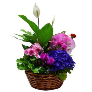 fleurs de la sagesse A Basket of Mix Plants watani lebanon buy sell