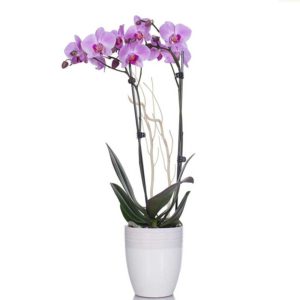 fleurs de la sagesse Orchid Lovers watani lebanon buy sell
