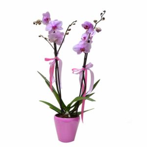 fleurs-de-la-sagesse-baby-girl-orchids-watani-lebanon-buy-sell