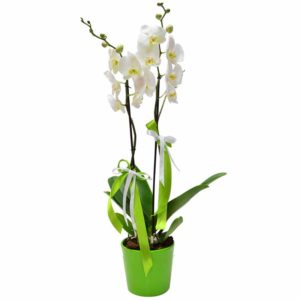 fleurs-de-la-sagesse-white-phalaenopsis-watani-lebanon-buy-sell